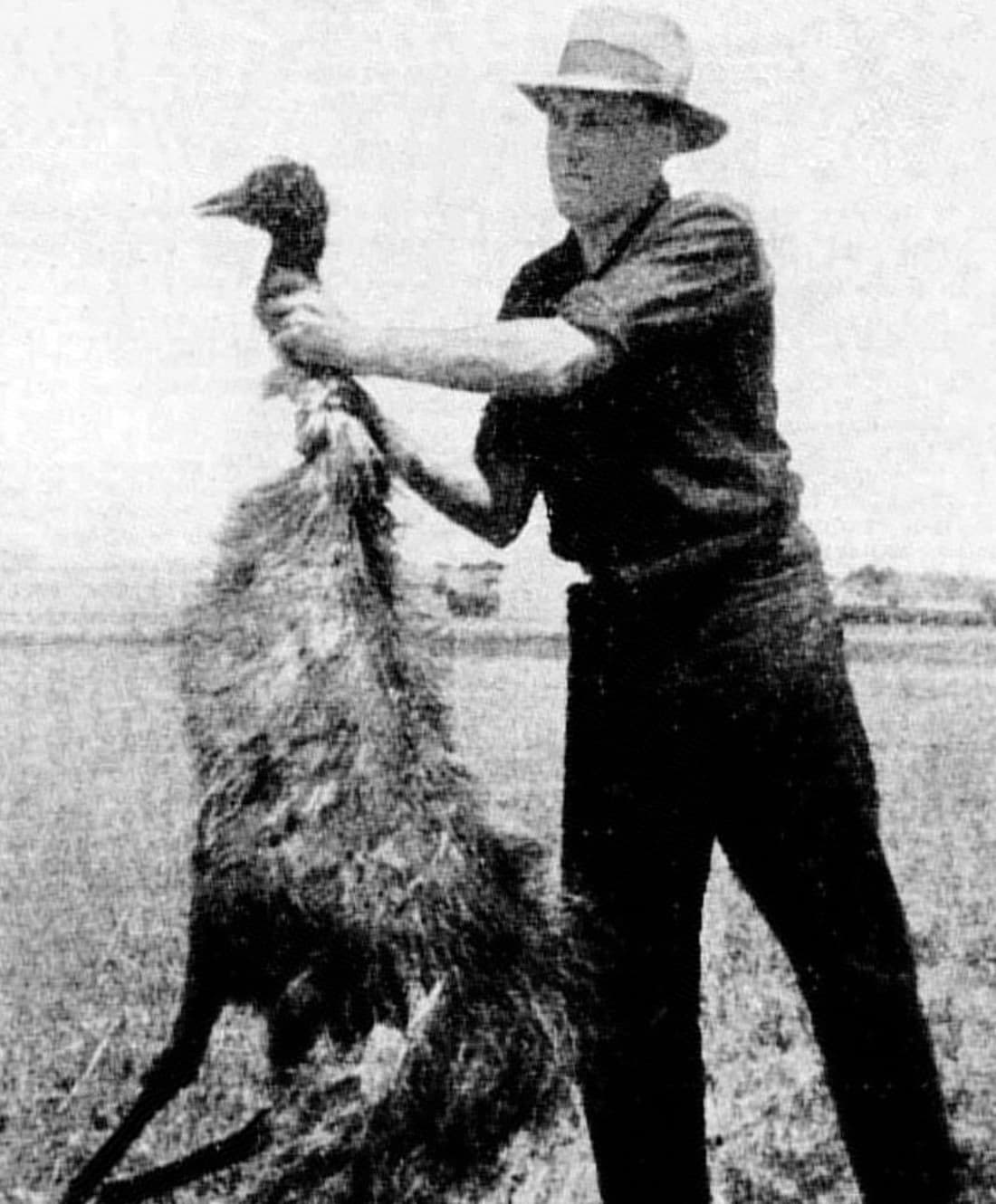 emu war australia